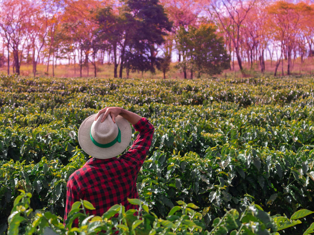 Planejamento agrícola da lavoura de café após a colheita