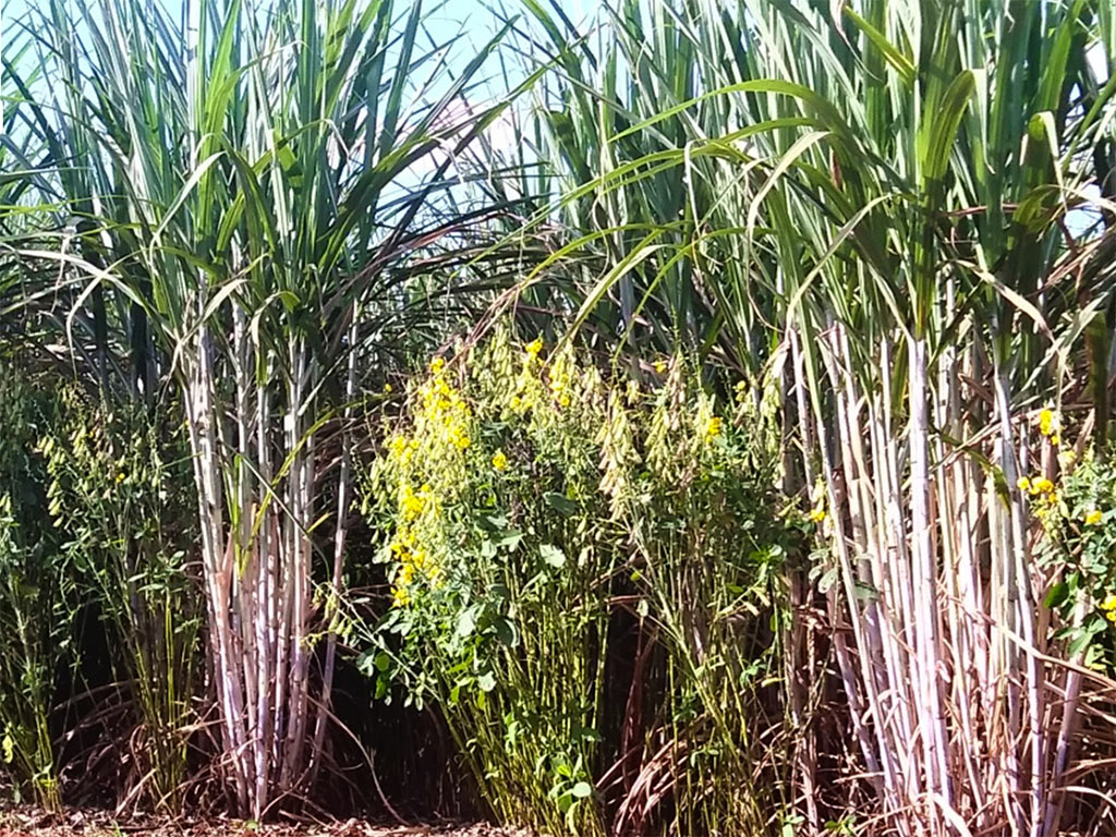 Plantas de Cobertura de Solo para Cana e Grãos