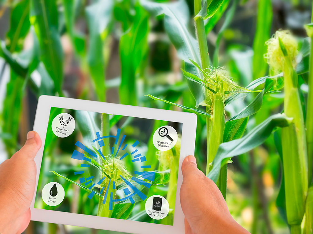 Plantação de milho e o papel da agricultura de precisão
