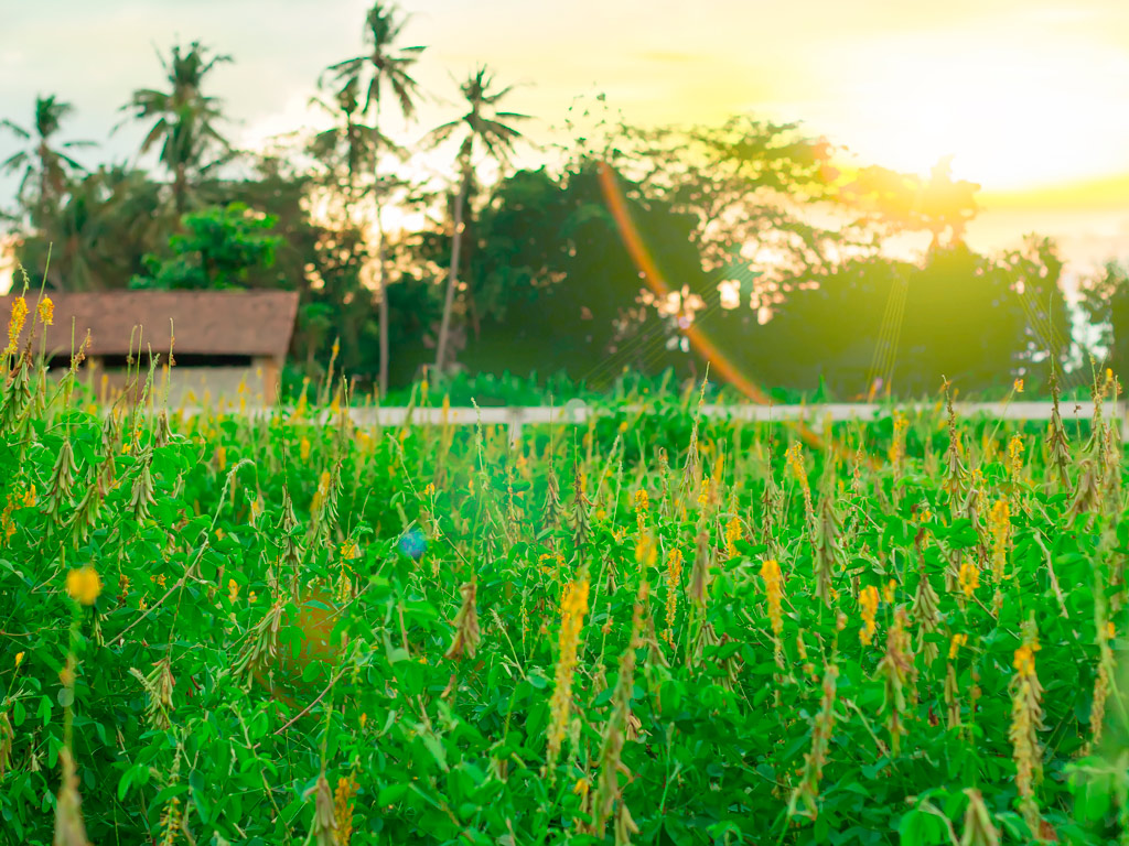 Espécies de Plantas de Cobertura