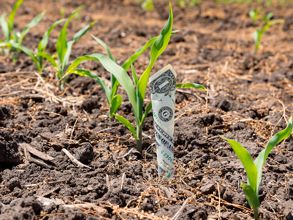 Alta do dólar x Insumos agrícolas mais caros: como enfrentar