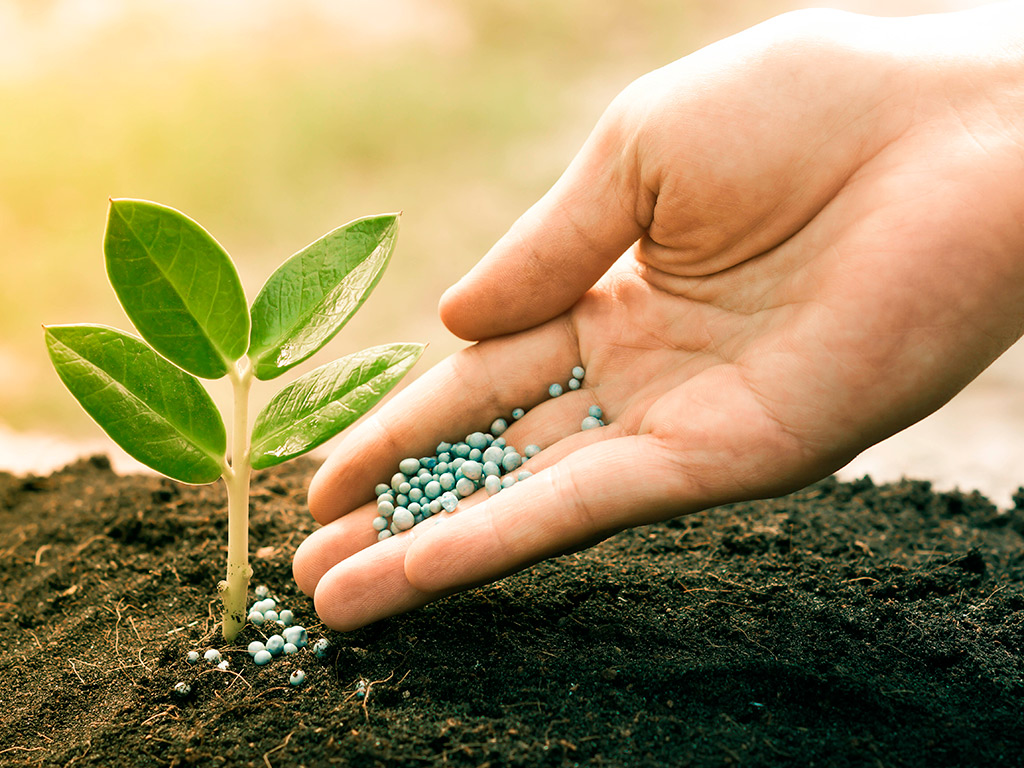 Nutrição de Plantas e Fertilidade do Solo na Cana-de-Açúcar