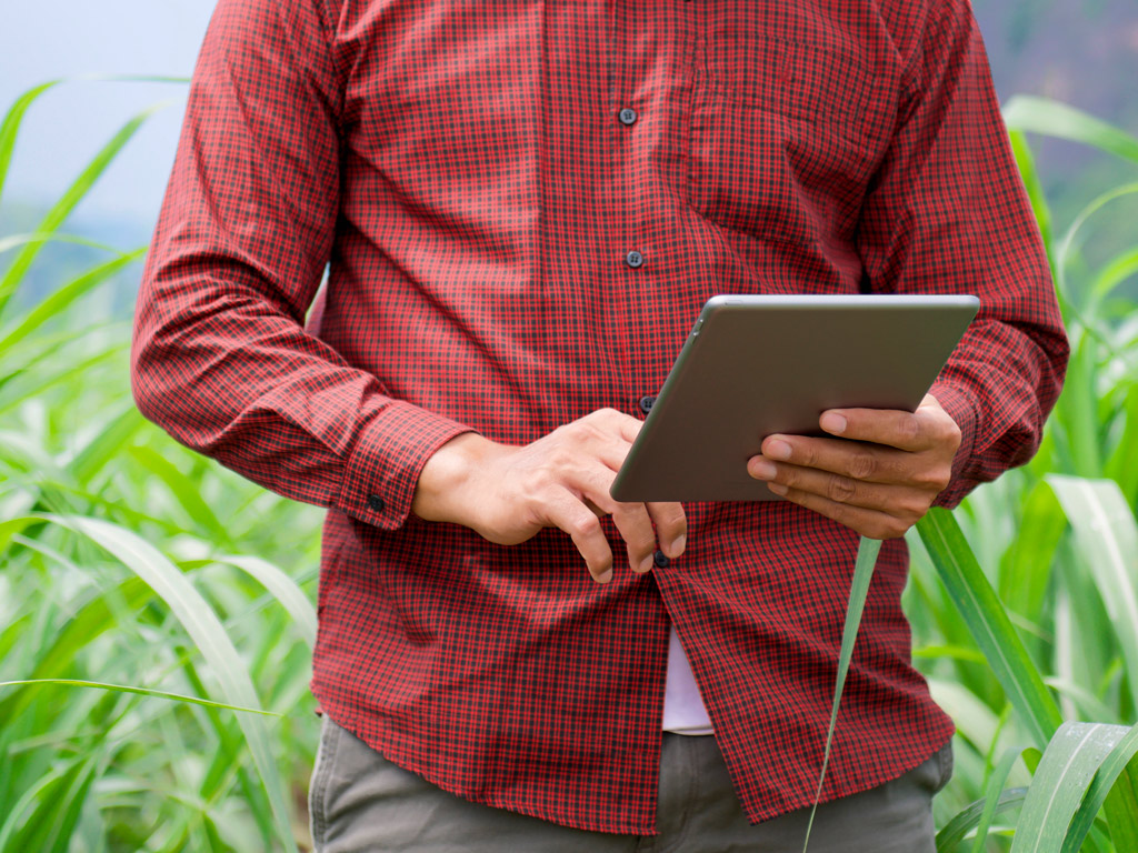 Práticas sustentáveis para a produtividade dos canaviais