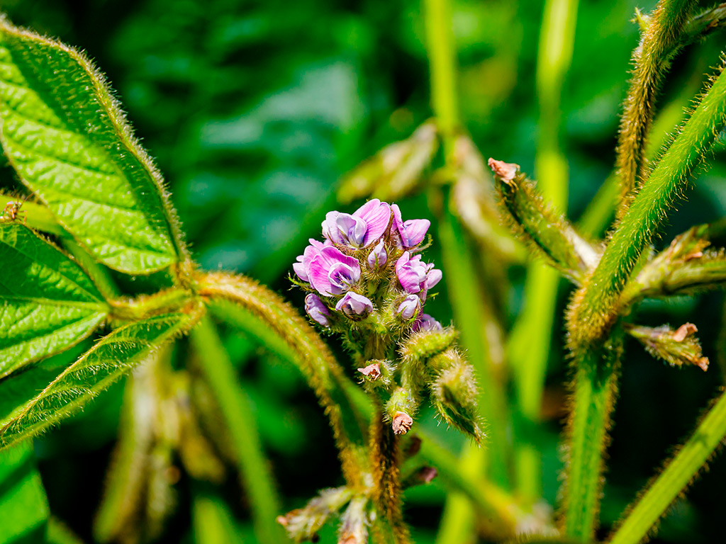 Entenda a importância da floração na plantação de soja