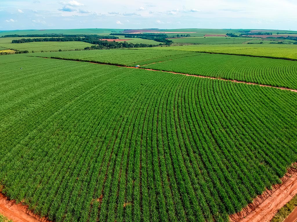 Cana-de-Açúcar: Plantio, Colheita e Gestão.
