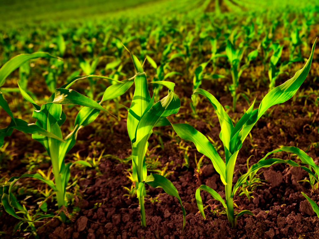 Elevadas produtividades em solo arenoso