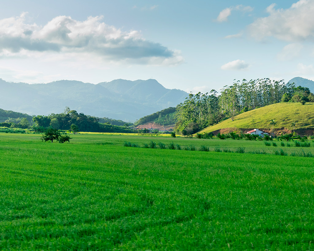 Nutrição e Adubação na plantação de arroz