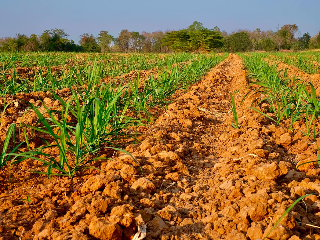 Manejo do solo para cultivo da cana-de-açúcar