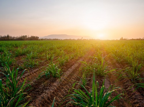A interação solo-planta na nutrição da Cana-de-Açúcar