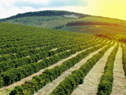 Tratos culturais do cafezal: Estratégias para maiores produtividades
