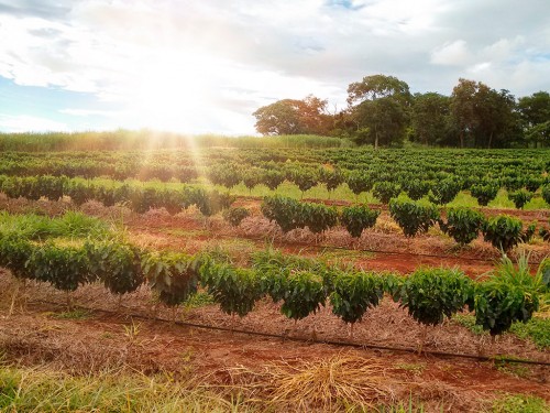 Plantio e replantio de café: orientações para tornar o cafezal produtivo