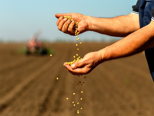 Plantio de Soja: Como Garantir uma Lavoura Produtiva