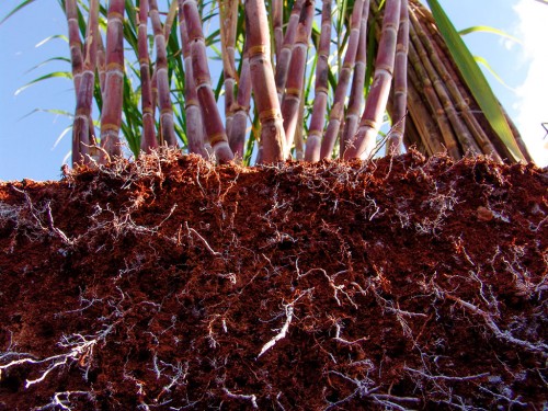 Estratégias para evitar a compactação do solo em canaviais