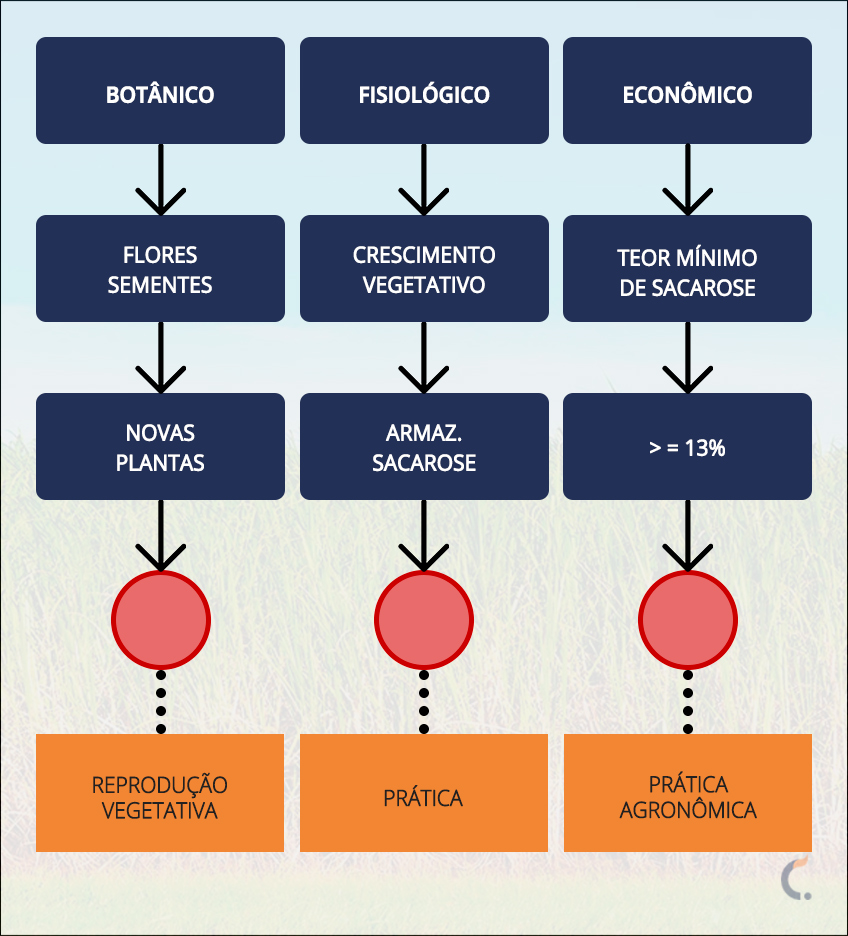 Infográfico de Maturadores Infográfico de Maturadores