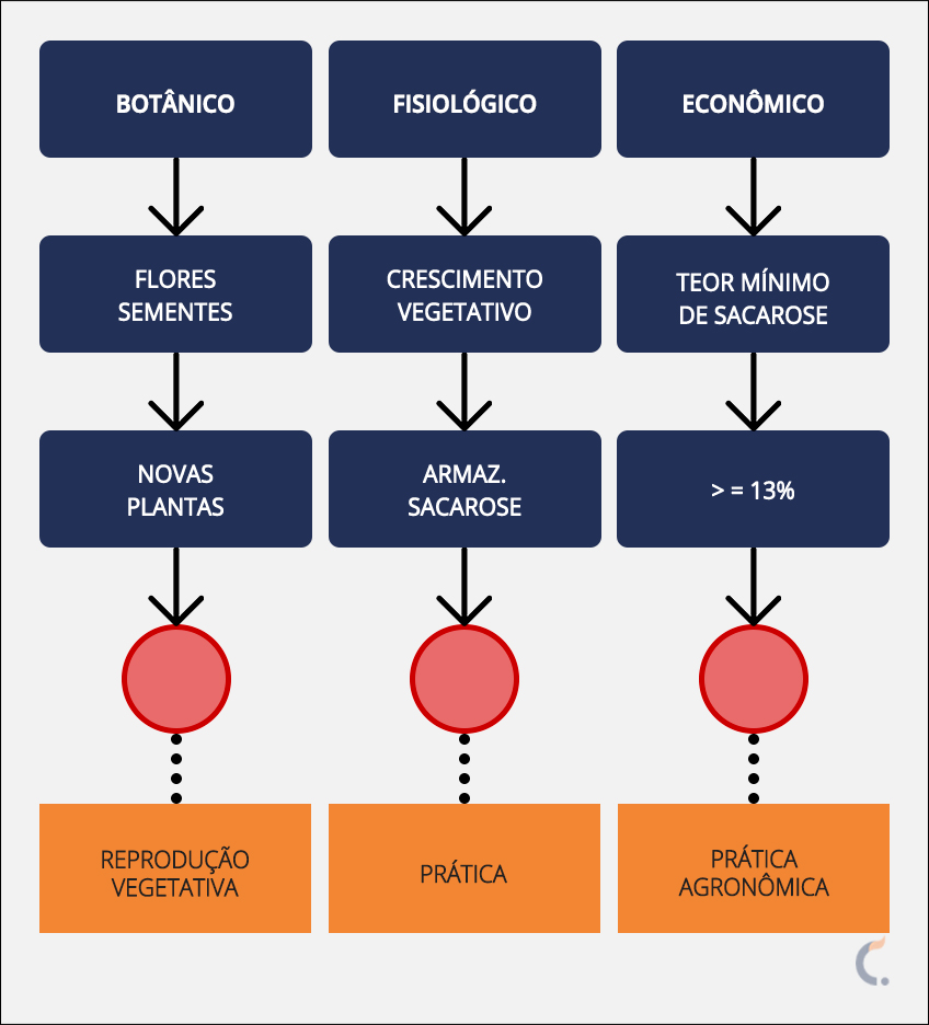 Aspectos da Maturação da Cana-de-Açúcar