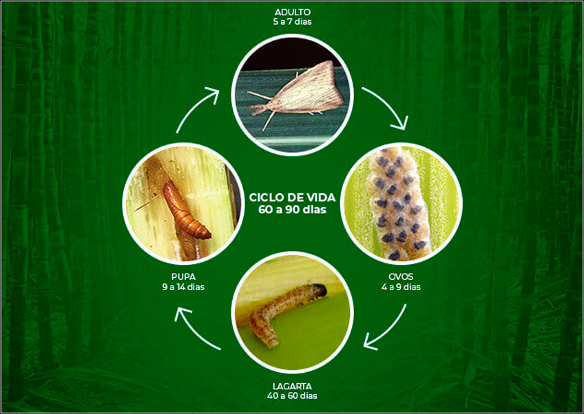 Ciclo de Vida da Broca da Cana