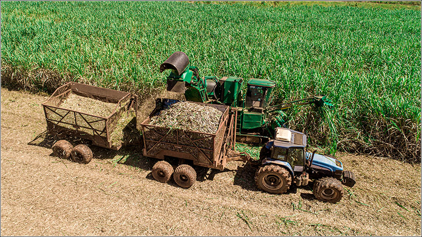 Colheita da Cana-de-Açúcar
