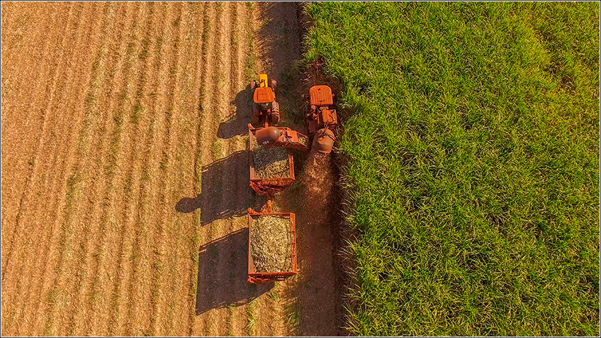 Colheita de Cana-de-Açúcar