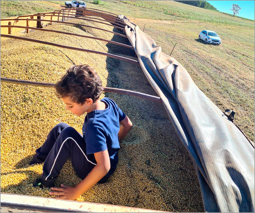 Colheita Fazenda Sgavioli