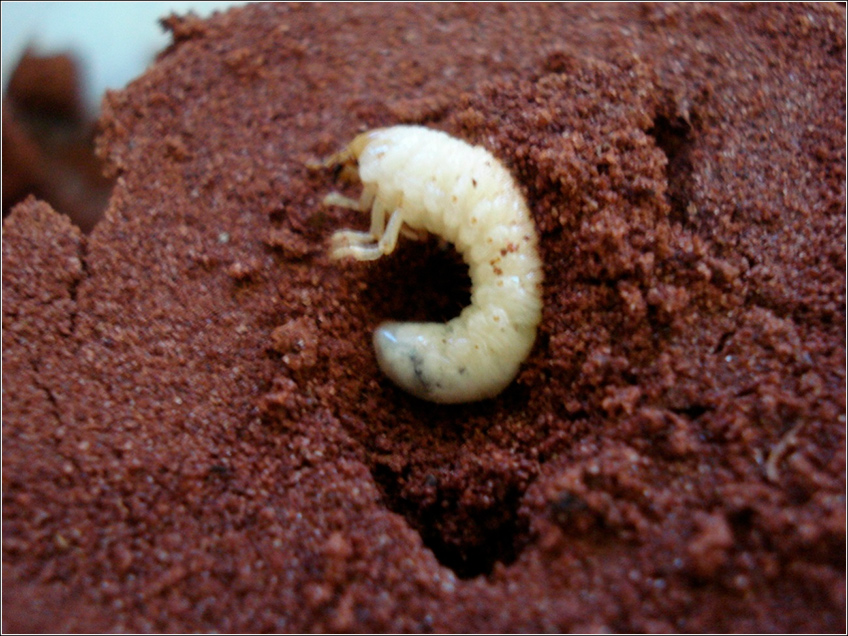 Corós Melolonthidae
