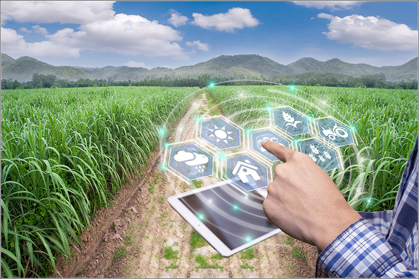 Custo Agrícola para Cana-de-Açúcar Custo Agrícola para Cana-de-Açúcar