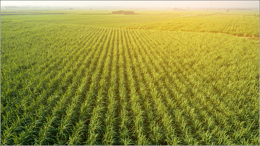 Custo Agrícola no Plantio da Cana-de-Açúcar Custo Agrícola no Plantio da Cana-de-Açúcar