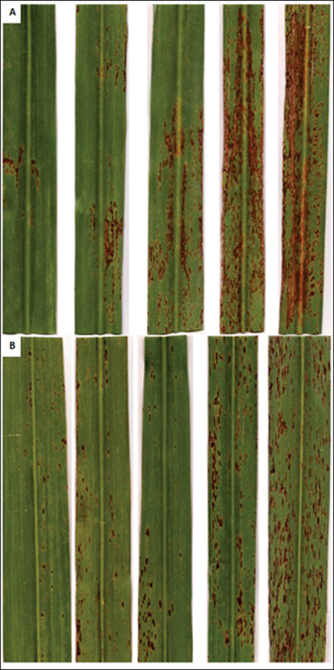 Ferrugem Marrom e Ferrugem Alaranjada Ferrugem Marrom e Ferrugem Alaranjada