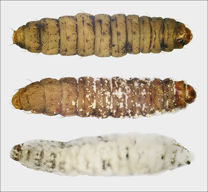 Beauveria bassiana Beauveria bassiana
