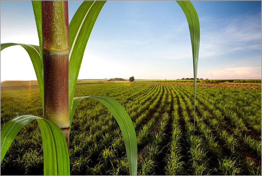 Gestão Agrícola e Nutrição da Cana-de-Açúcar Gestão Agrícola e Nutrição da Cana-de-Açúcar