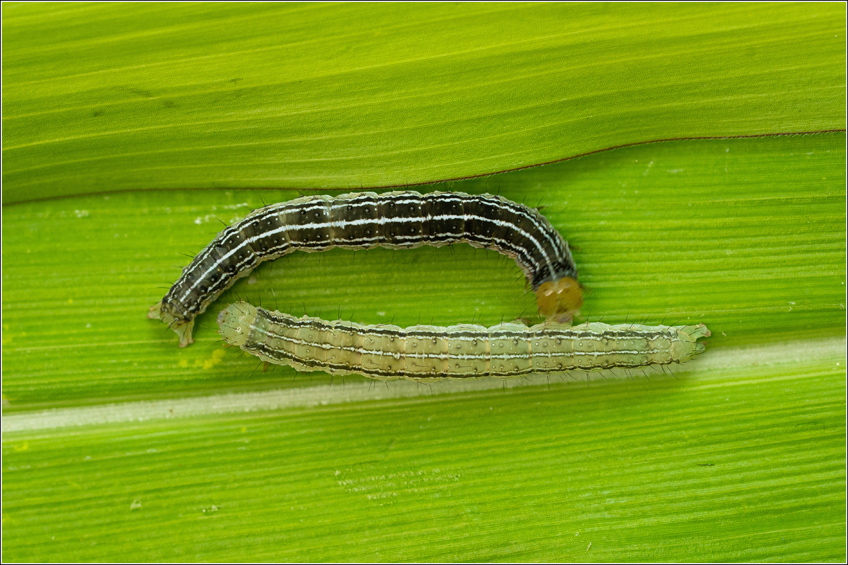 Lagarta-da-soja Anticarsia Gemmatalis Lagarta-da-soja Anticarsia Gemmatalis