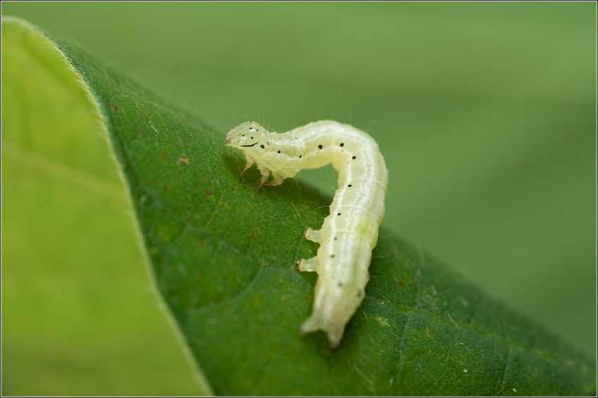 Lagarta falsa-medideira Chrysodeixis Includens Lagarta falsa-medideira Chrysodeixis Includens