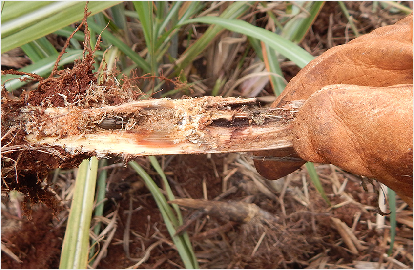 Bicudo da Cana-de-Açúcar (Sphenophorus levis) Bicudo da Cana-de-Açúcar (Sphenophorus levis)