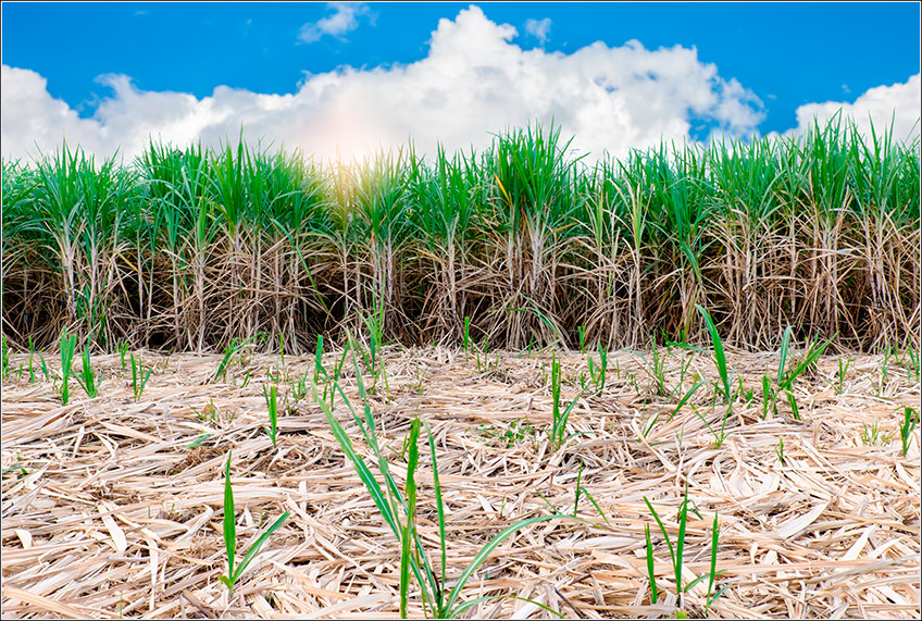 Palhada da Cana Palhada da Cana