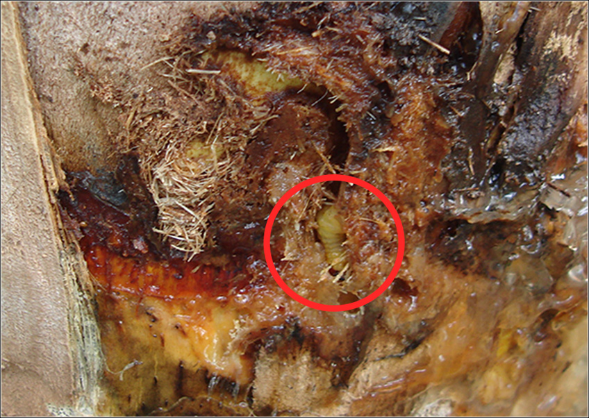 Larvas e Danos de Metamasius Hemipterus Larvas e Danos de Metamasius Hemipterus