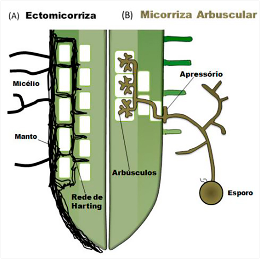Micorrizas Micorrizas