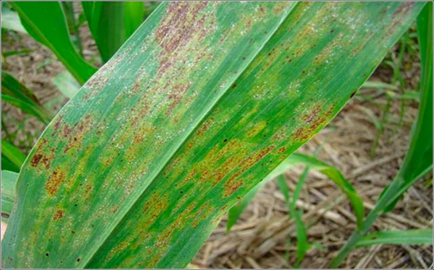 Mosaico na Cana-de-Açúcar Mosaico na Cana-de-Açúcar