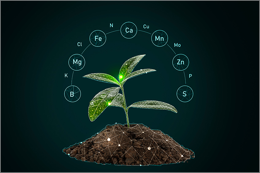 Nutrientes da Planta Nutrientes da Planta
