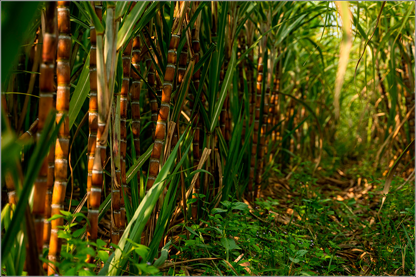 Plantas de Cobertura na Cana