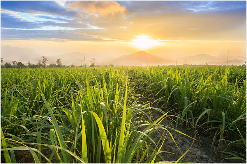 Custo Agrícola no Plantio da Cana-de-Açúcar Custo Agrícola no Plantio da Cana-de-Açúcar