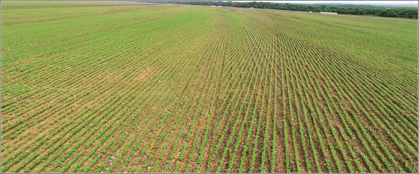Plantio de Cana-de-Açúcar