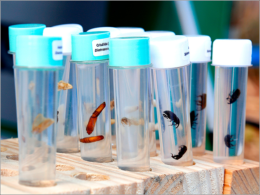 Pragas da Cana-de-Açúcar