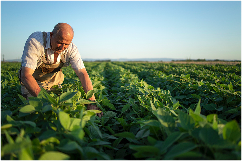 Insumos Agrícolas para Produtor de Soja Insumos Agrícolas para Produtor de Soja