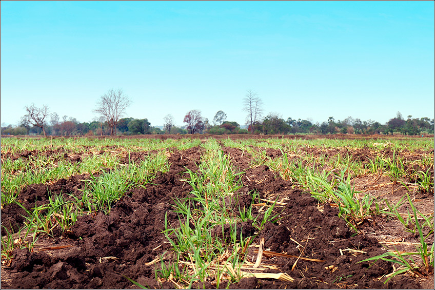 Solo na Cana-de-Açúcar