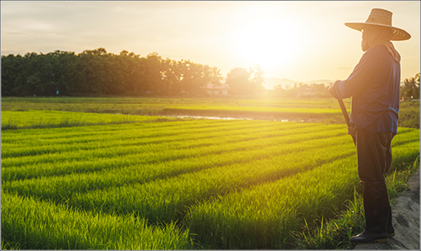 Trabalhador Rural na Plantação de Arroz