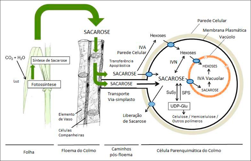 Transporte de Sacarose na Cana-de-Açúcar